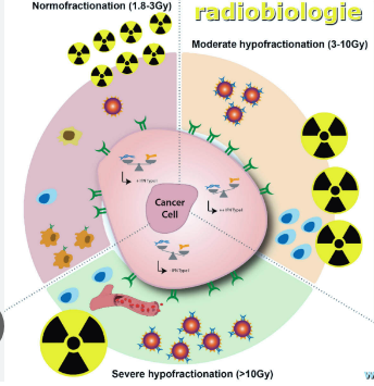 Radiobiologie